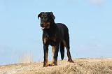 BEAUCERON - PUPPIES 214